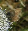 Polyommatus sp.